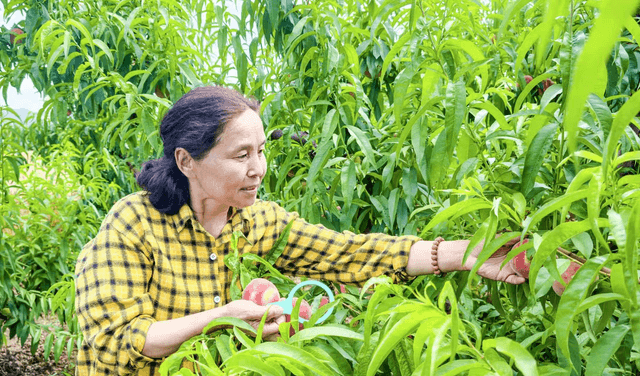 夏县王峪口村：“五月鲜桃”销售忙