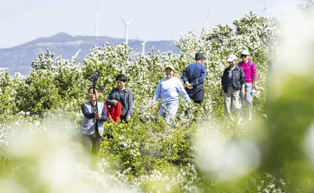 山西夏县：春到中条山，“雪海”漫山坡
